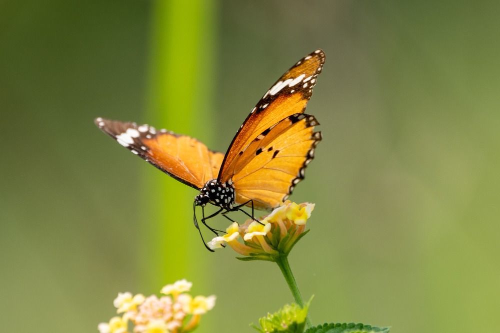 Evolución Mariposa Monarca